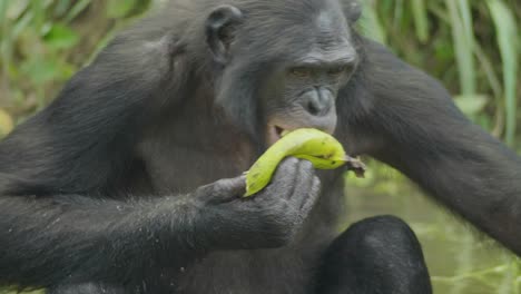 bonobo eating banana in a natural forest, drc congo