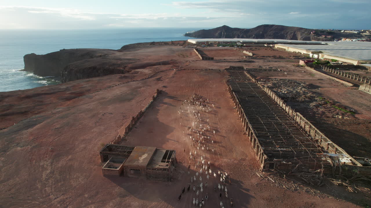 Large flock of sheep and goats moving across a vast, arid landscape next to the Atlantic ocean