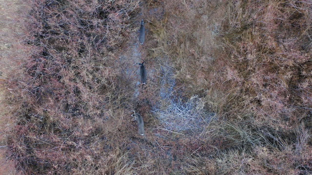 쾌적한 계곡의 초원에 가만히 서 있는 야생 사슴의 공중 하향식 전망