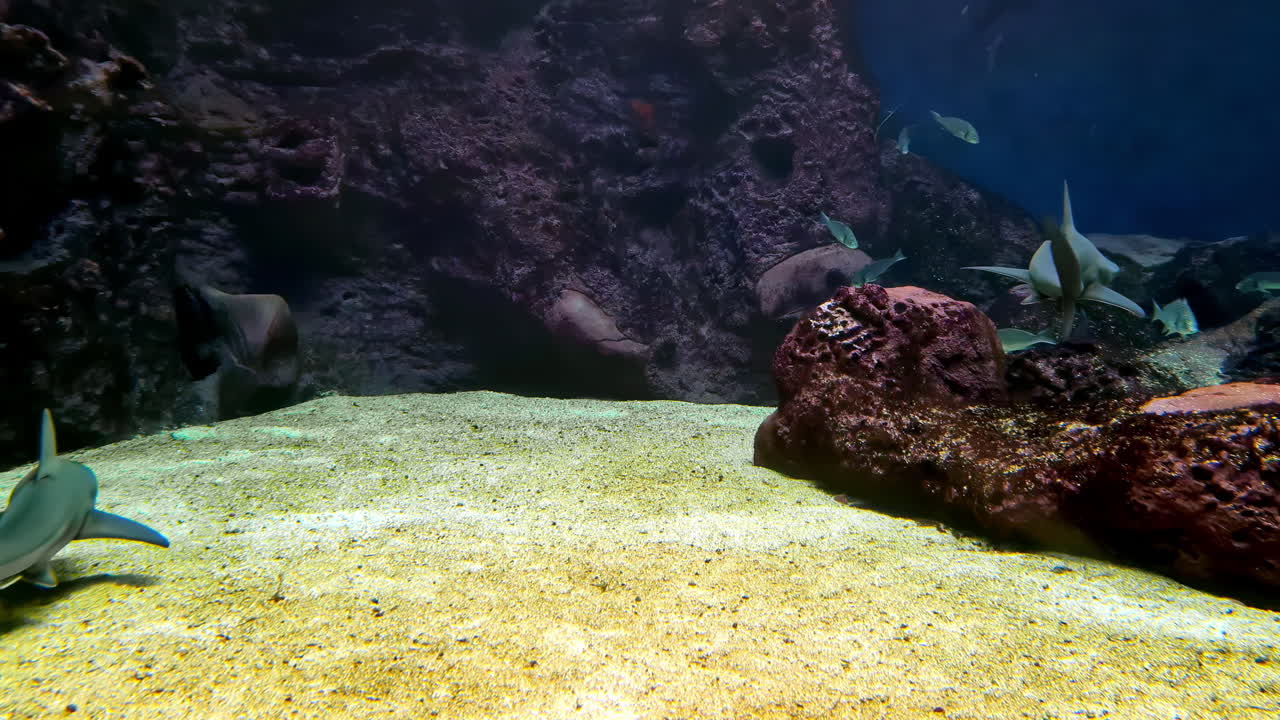 Young sharks and tropical fish swim calmly over a sunlit sandy seabed in a large aquarium exhibit with rocky backdrop