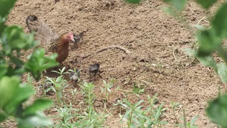 hen and chicks in a field