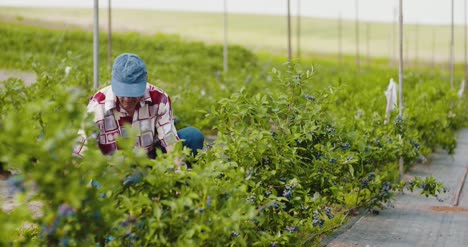 Investigador-De-Granja-Masculino-Seguro-Examinar-Y-Probar-Arándanos-En-Campo