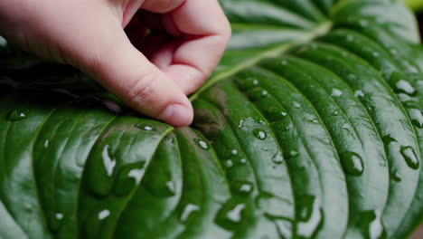 hand touching a wet green leaf with water droplets