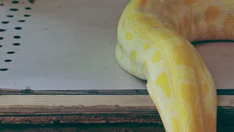 Ein-Albino-Tigerpython-Oder-Python-Bivittatus,-Der-Langsam-Von-Einem-Tisch-Gleitet