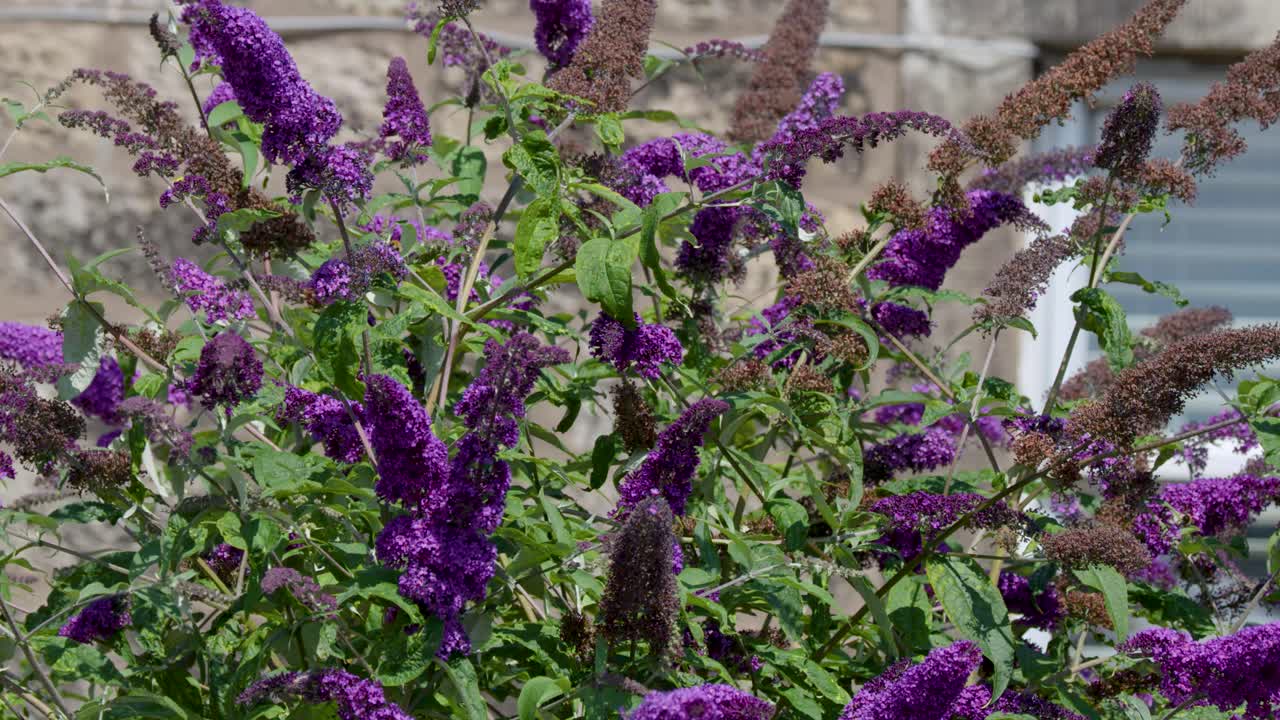 Purple Buddleja davidii flowers sway in sunlight, outdoor garden, slow lateral camera movement