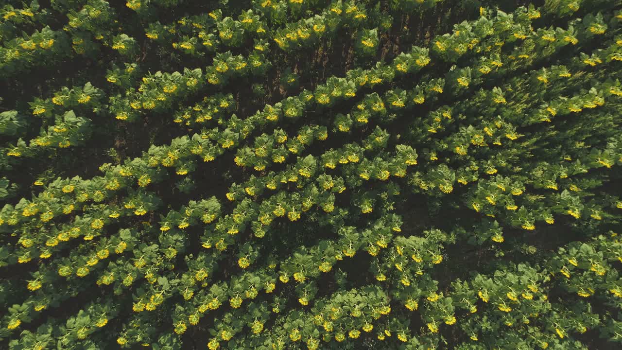 미래의 스캐너가 꽃 농장 위에