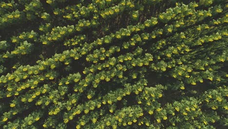 escáner futurista sobre los girasoles campo de la agricultura