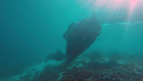 Manta-ray-hovers-in-sunlight-and-then-gets-scared-by-boat-driving-past