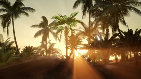 Sunset-Beams-through-Palm-Trees