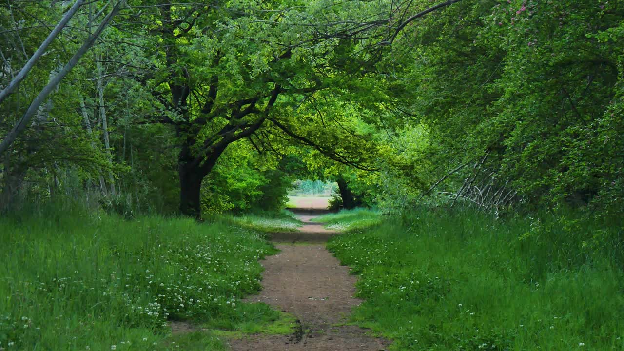 Enchanted forest lined with trees