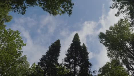 el dosel del bosque con nubes