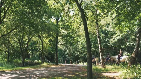 a caballo a través de un bosque soleado