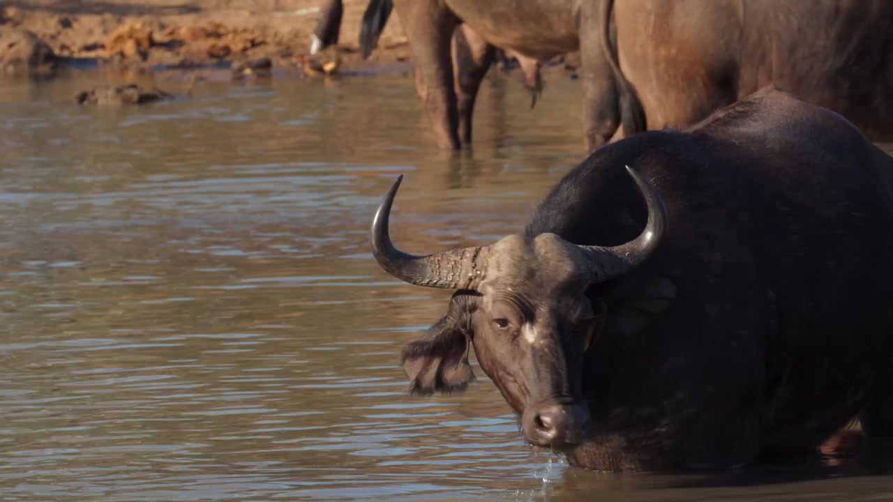 Black death: Kruger Cape buffalo with oxpecker in ear drinking water