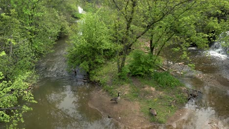 Baby-geese-and-parents-next-to-a-flowing-river-and-small-cascading-waterfall-in-a-beautiful-forest-nature-scene