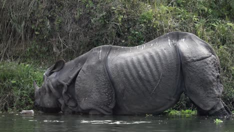 a wild one horned rhino eating aquatic plants in chitwan national park in nepal