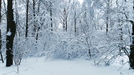 ramas nevadas en el bosque. fondo de hadas de invierno