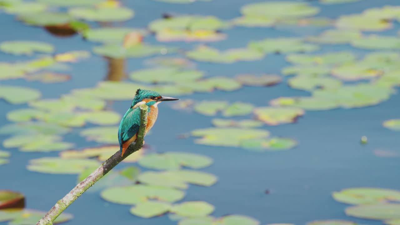 медленный вид рыбака-короля в фризеленде, нидерланды, расположенного над прудом с лилиями на заднем плане, смотрящим вверх, а затем наружу с длинным клювом и перьями, поднимающимися на ветру.