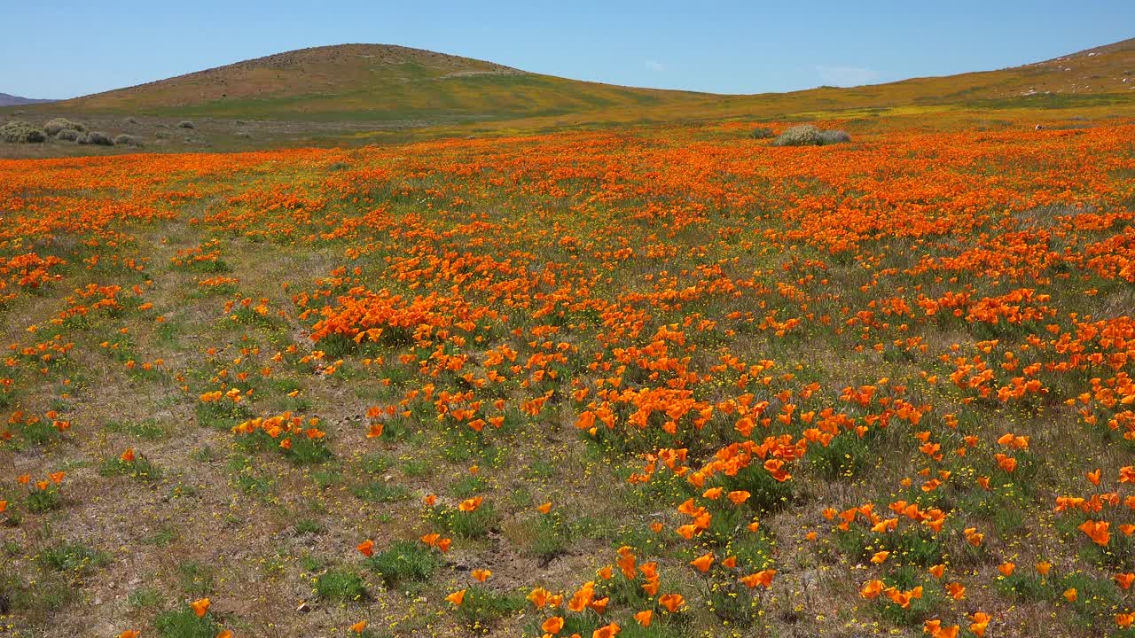 Panoramica su un bellissimo campo di papaveri selvatici della California.