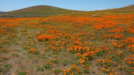 pan across a beautiful field of california poppy wildflowers