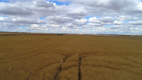 field full of crops 4k