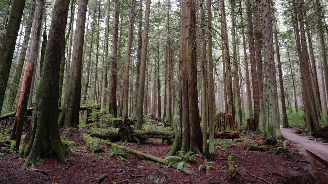 noroeste pacífico, parque regional del espíritu del pacífico en vancouver, columbia británica clip de hermosos árboles forestales