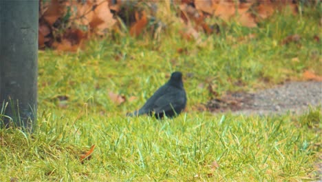 Common-Blackbird-Is-Looking-For-Food-On-A-Lawn,-4K---Handheld-Shot