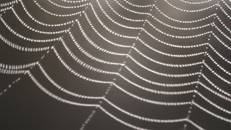 dew drops in spider web in wind