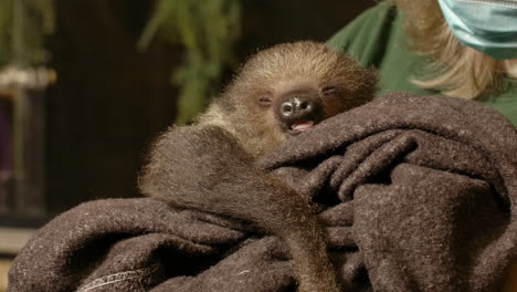 baby sloth licking its lips in care from a veterinarian