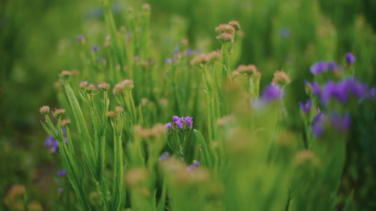 초원 에 있는 아름다운 보라색 과 초록색 야생 꽃