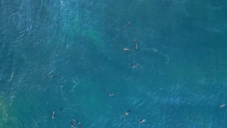 drone disparado hacia abajo mientras los leones marinos juegan y flotan en el océano azul mientras los pájaros vuelan durante la marea real en la jolla, california