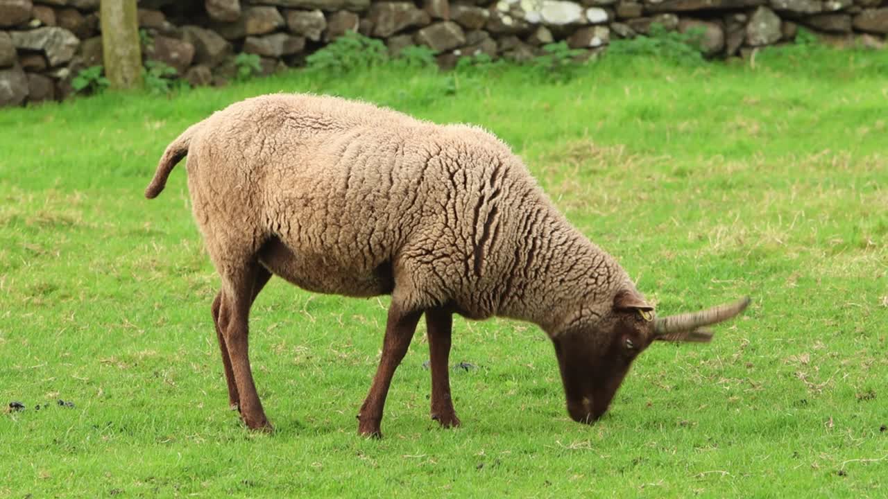 A Manx Loaghtan Sheep grazing. This rare breed is native to the Isle of Man. UK