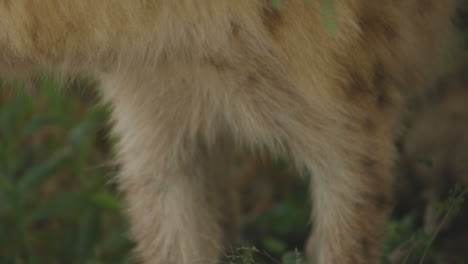 cerca de una hiena parpadeando en el parque nacional kruger, sudáfrica