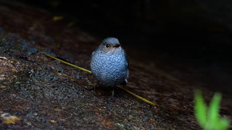 Dieser-Weibliche-Rotschwänzchen-Ist-Nicht-So-Farbenfroh-Wie-Das-Männchen,-Aber-Sicher-So-Flauschig-Wie-Ein-Knäuel-Eines-Niedlichen-Vogels