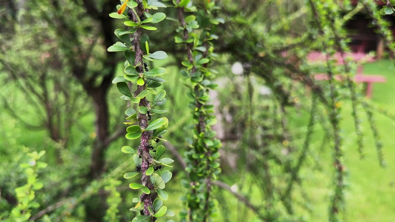 Close view of small ants moving along a woody branch surrounded by dense green foliage in a natural garden environment
