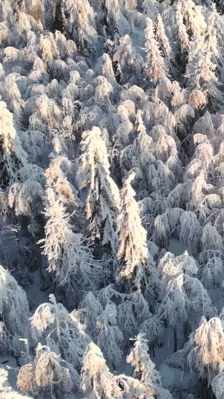 Snødekt furuskog fra luften ved daggry, droneglid over frossent trekronetak, gyllent lys berører rimfrost