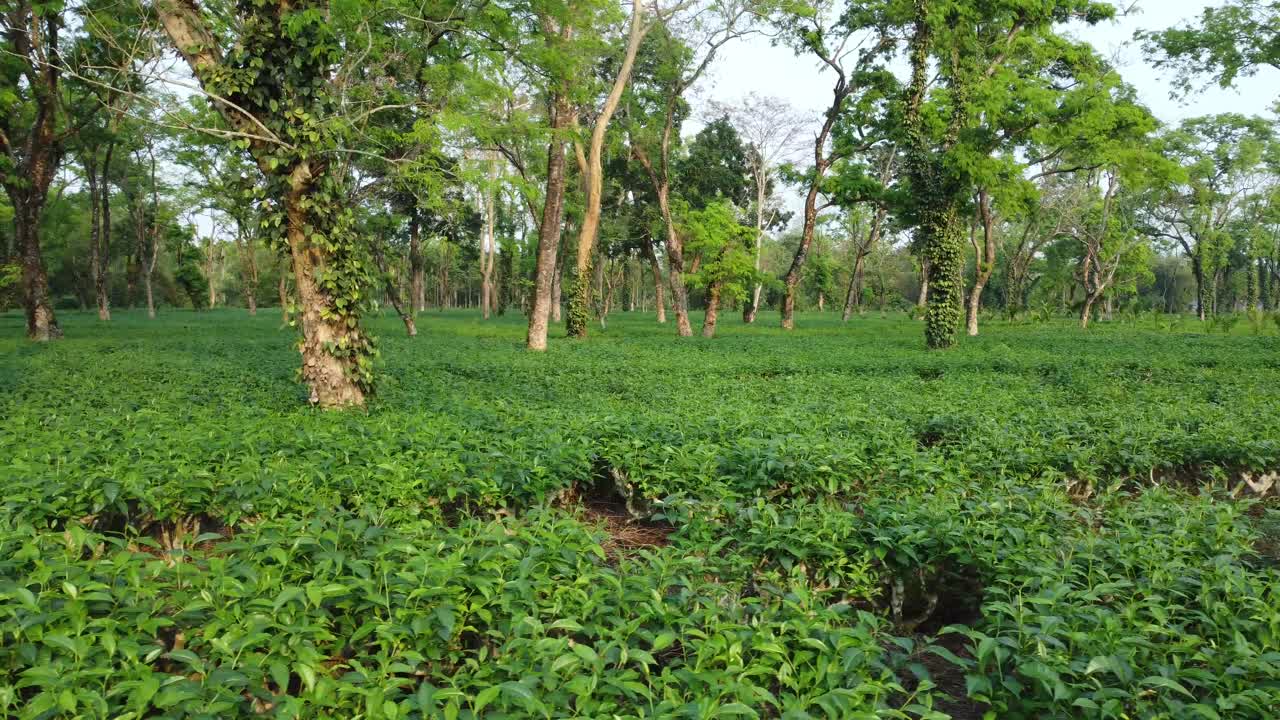 항공 뷰 차 정원 아사마의 종류