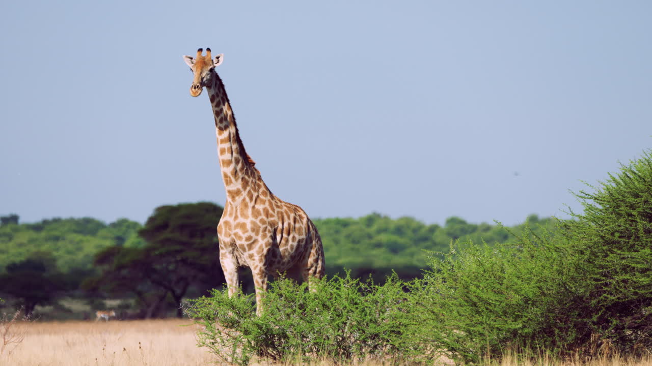 A Single Giraffe Standing In The Grasslands Against Blue Sky Background In Central Kalahari National Park, Botswana, Southern Africa. - Medium Shot
