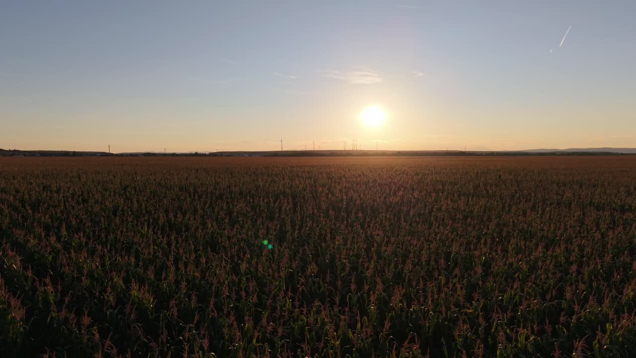 A wide cornfield stretches into the horizon under the warm glow of the setting sun. Wind turbines can be seen in the distance, blending agriculture with renewable energy