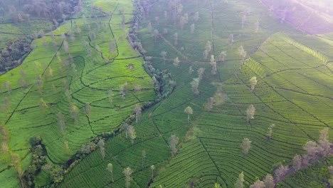 vista aérea del campo agrícola de la plantación de té en la ladera de la montaña
