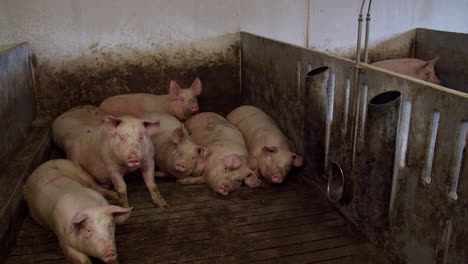 pig farm industry animal agriculture