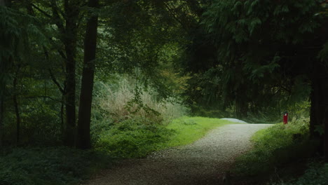 empty dirt track through idless woods of truro, cornwall, england, wide zoom out