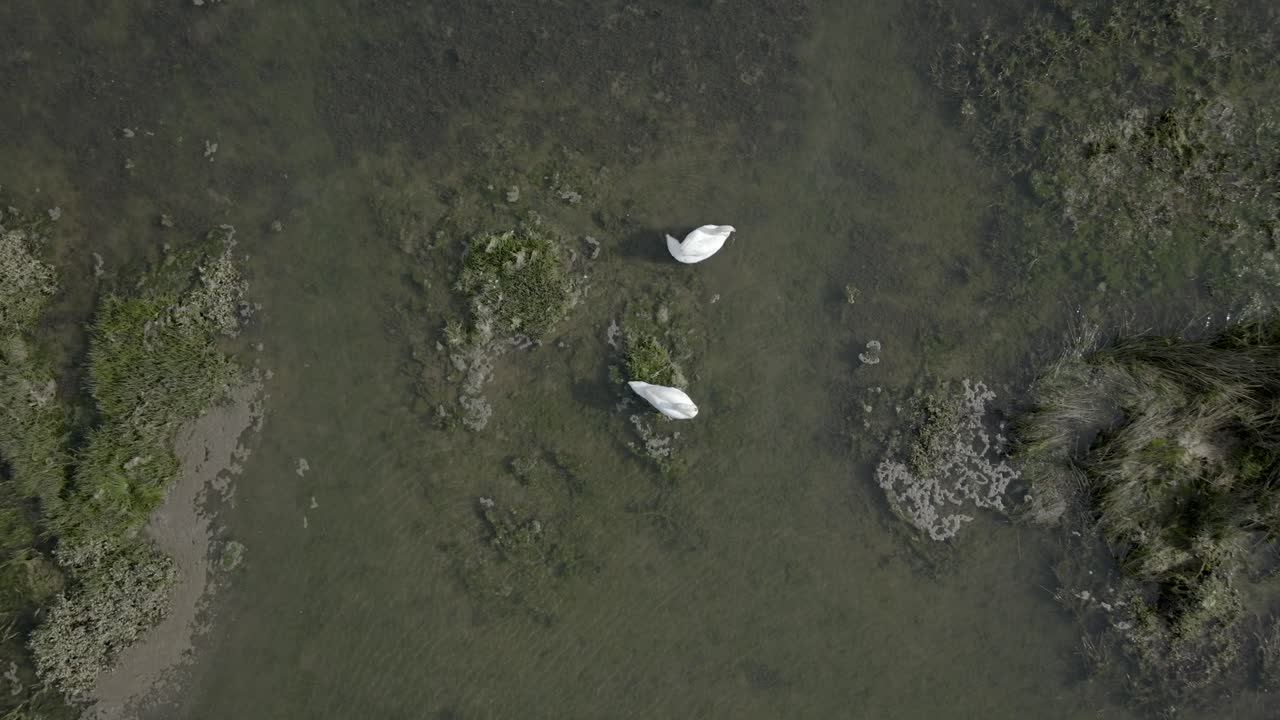vista aérea de arriba hacia abajo de las cigüeñas blancas en el paisaje de las marismas de santona, toma ascendente