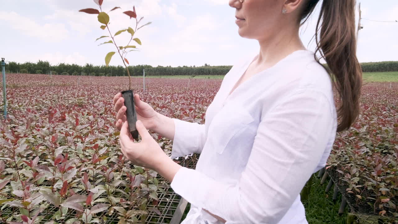 una mujer caucásica revisa las plántulas de eucalipto