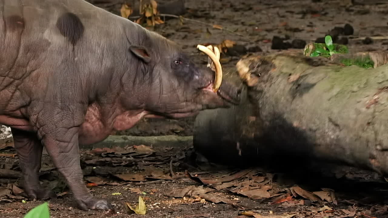 babirusa tratando de mover el tronco de un árbol