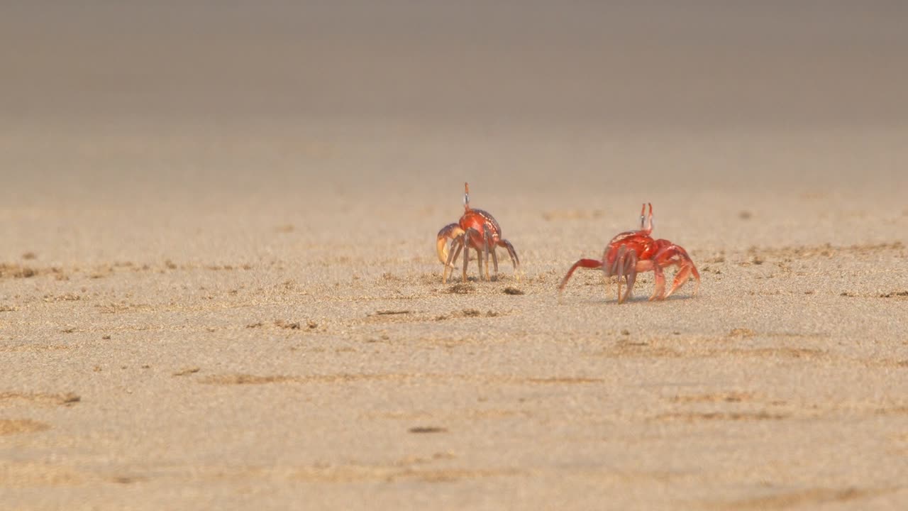 Krabbe nærmer seg en annen krabbe langs strandlinjen i Piura, Peru