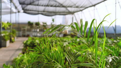 lush green plants thriving in greenhouse nursery under bright sunlight