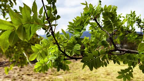 Soothing-Motion:-Panning-View-of-Gentle-Leaf-Dance