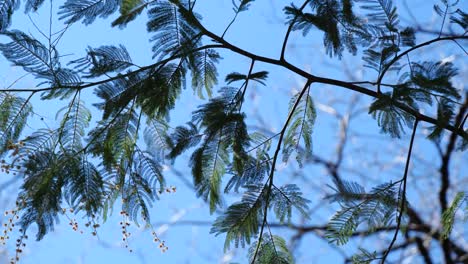 Zweige-Eines-Baumes-Im-Wind