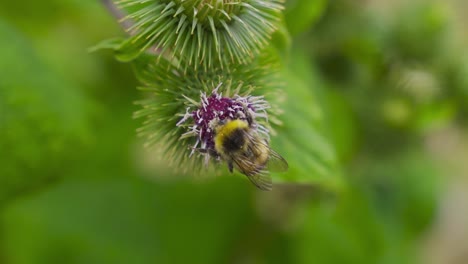 en la flor de la abeja.