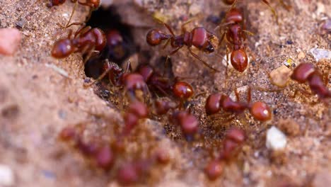 Makrovideo-Von-Roten-Ernteameisen-Um-Das-Nest-Herum